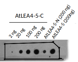 LEA4-5 (78-158) | Late embryogenesis abundant protein 4-5 (C-terminal) in the group Antibodies Plant/Algal / Environmental Stress / Drought stress at Agrisera AB (Antibodies for research) (AS22 4831)